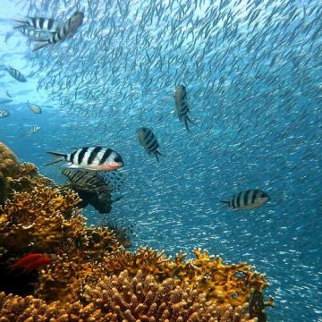 Sabias que a cor dos animais marinhos muda consoante a profundidade?