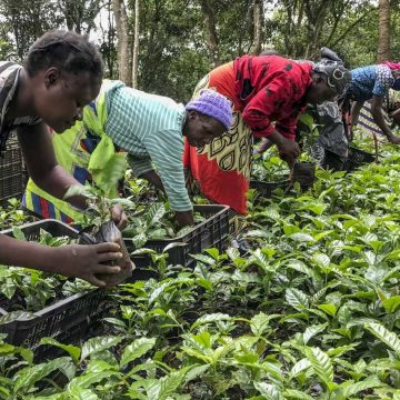 Maior plantação de café de Moçambique rendeu 550 quilos em 2021