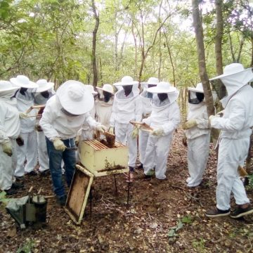 Mudanças climáticas retraem produção de mel em Sofala
