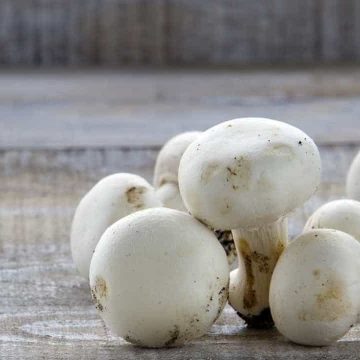 ?Cogumelos podem ser bons aliados na prevenção do cancro?, – estudo