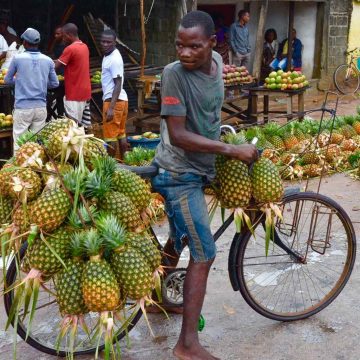 Chibuto projecta indústria de processamento de abacaxi