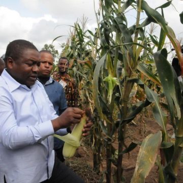 “Aumento da produção agrícola continua um desafio”, – Filipe Nyusi