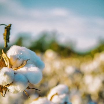 Empresa britânica de algodão vende operações em Moçambique a uma portuguesa