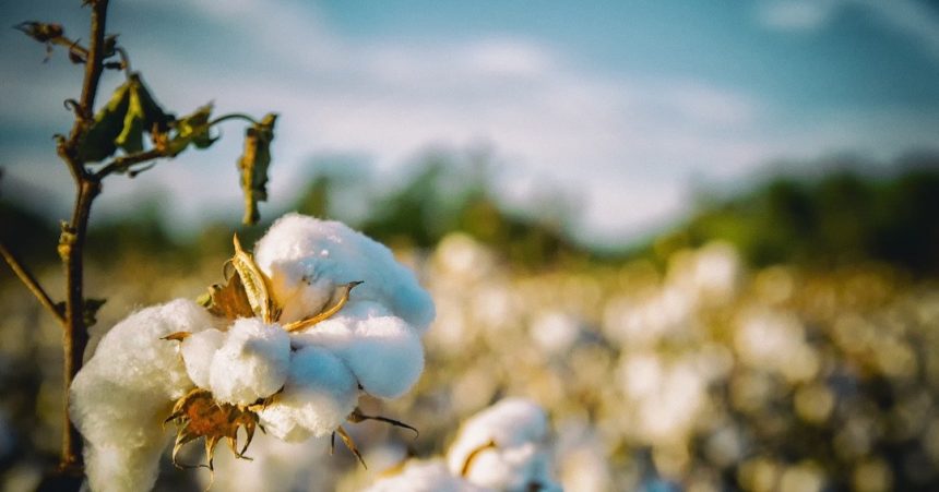 Alcançado consenso sobre o preço do algodão caroço