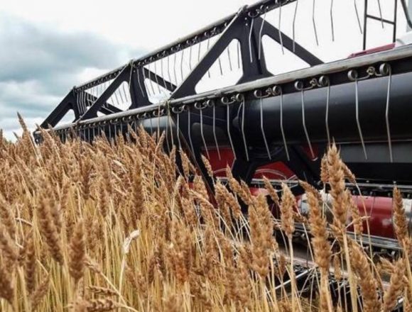 Niassa: IIAM projecta produção do trigo a partir deste ano