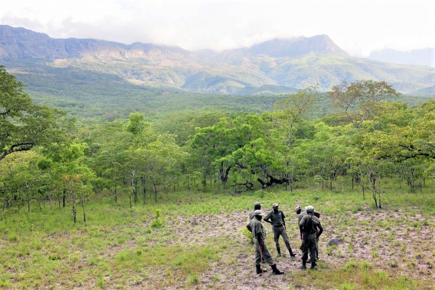 Moçambique perde 267 mil hectares de florestas todos os anos