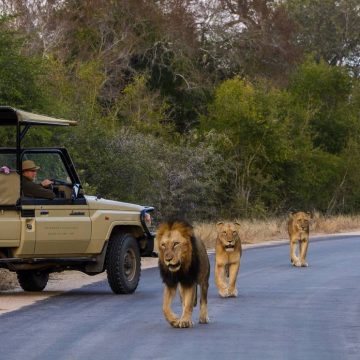 Restauração do ecossistema eleva progresso do turismo no Parque Transfronteiriço do Limpopo