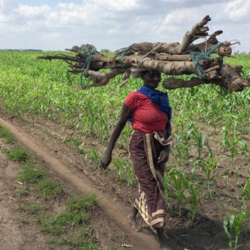 “Falta de investimentos na agricultura para enfrentar cheias agrava insegurança alimentar no país”