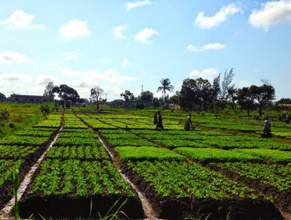 Moçambique e Portugal buscam estratégias para inovar na agricultura