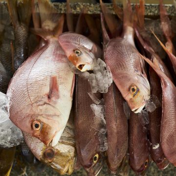 Produção pesqueira em Gaza cresceu 11% para 11 mil toneladas no primeiro semestre