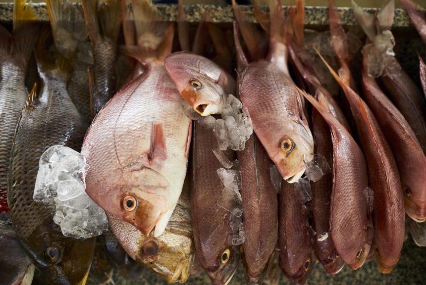 Governo corta para metade taxas pagas por frotas estrangeiras de atum