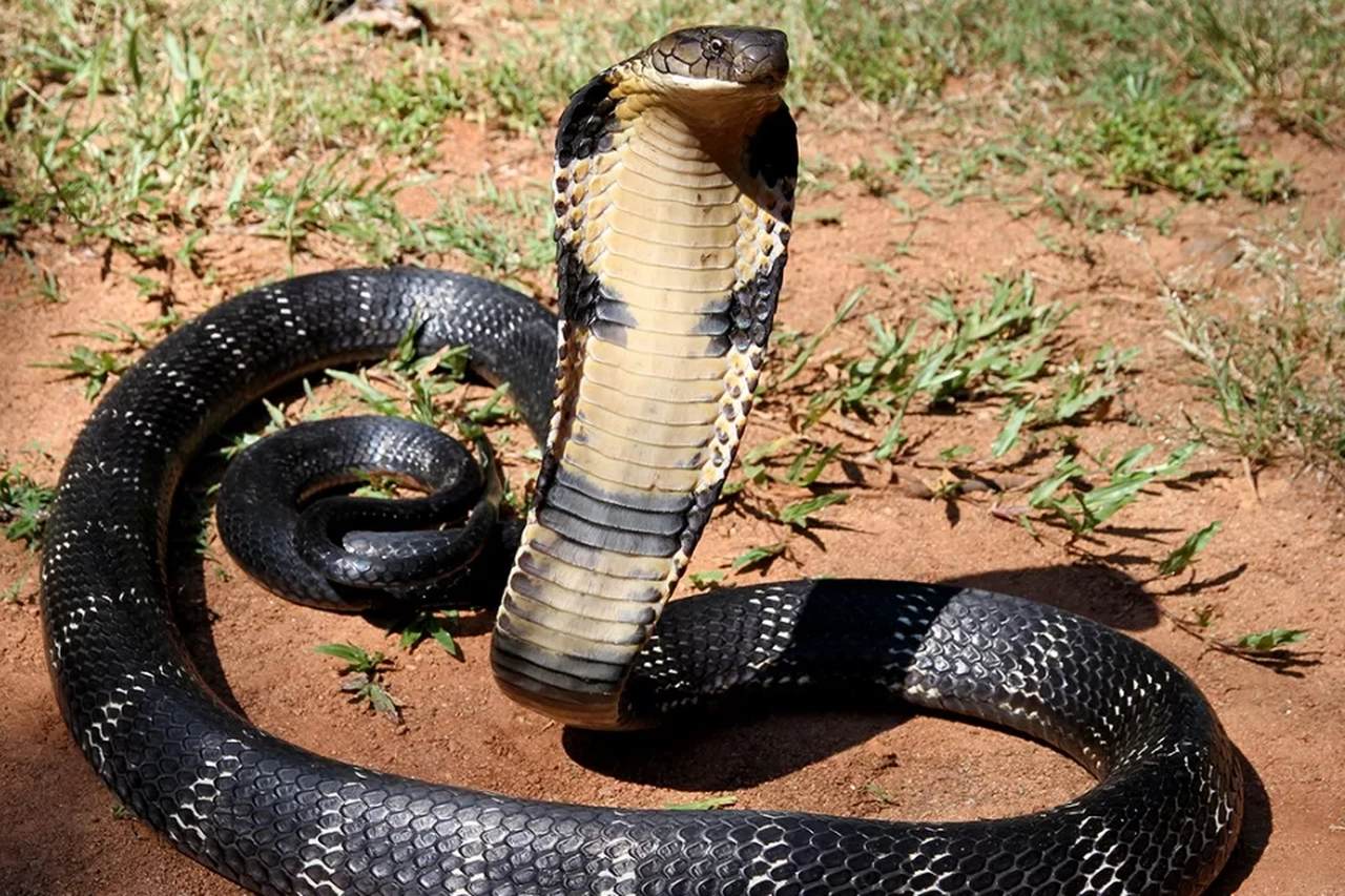 Cobras matam nove mil pessoas em Moçambique a cada ano
