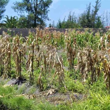 Autoridades prevêem período longo sem precipitação de Janeiro a Março