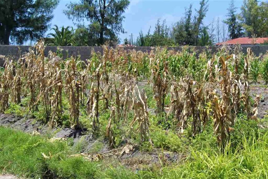 Autoridades prevêem período longo sem precipitação de Janeiro a Março