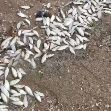 Baía de Maputo com várias espécies de peixe morto