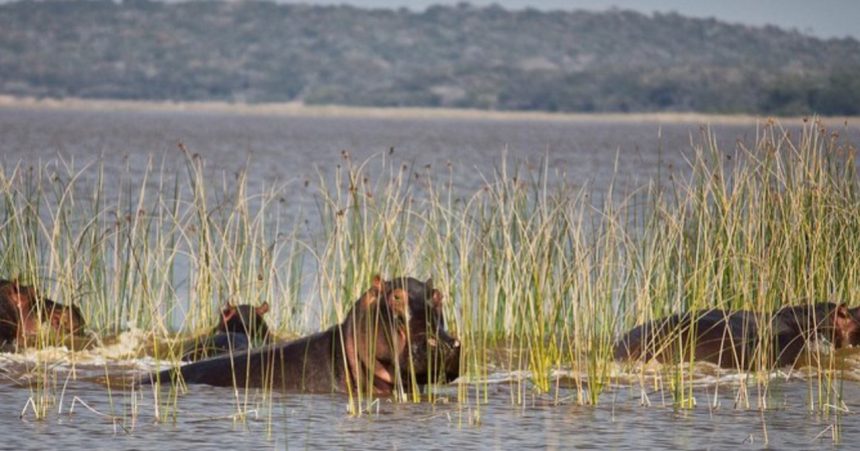 Parque nacional de Maputo: Uma referência na protecção da biodiversidade