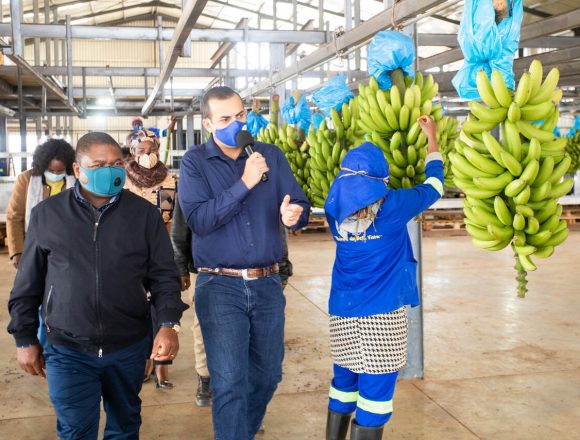 Fungo do “Panamá” ameaça a produção de banana e segurança alimentar em Moçambique e toda África