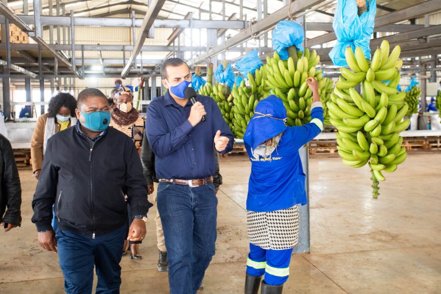 Fungo do “Panamá” ameaça a produção de banana e segurança alimentar em Moçambique e toda África