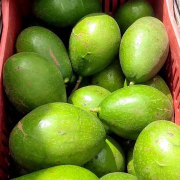 Companhia de Vanduzi anuncia projecto de exportação de abacate para Europa