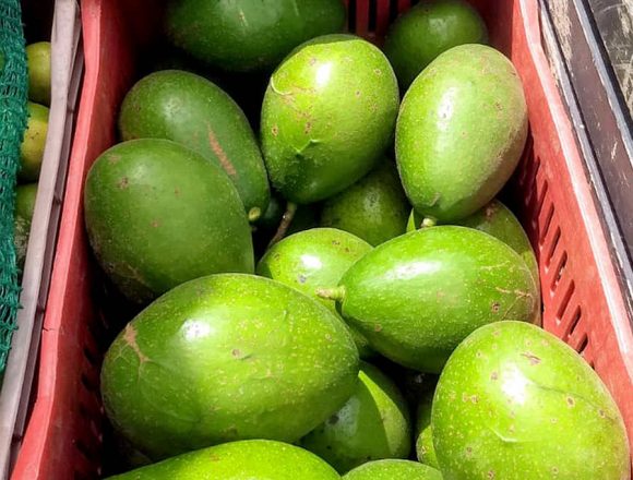 Companhia de Vanduzi anuncia projecto de exportação de abacate para Europa