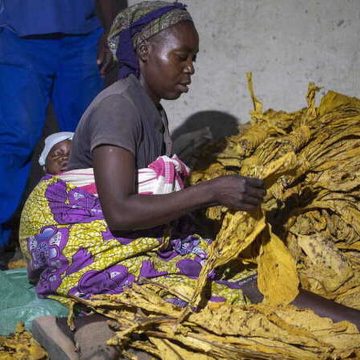 OMS “ataca Moçambique” por cultivar tabaco enquanto população morre à fome