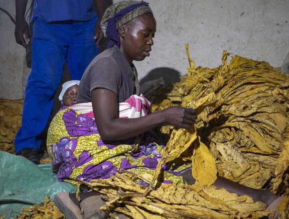 OMS “ataca Moçambique” por cultivar tabaco enquanto população morre à fome