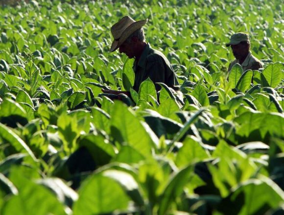 OMS: Moçambique é o oitavo maior produtor mundial de tabaco