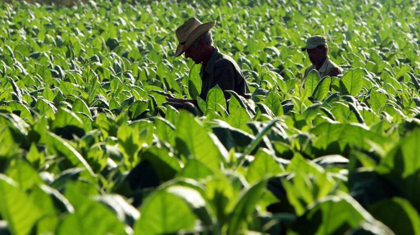 OMS: Moçambique é o oitavo maior produtor mundial de tabaco