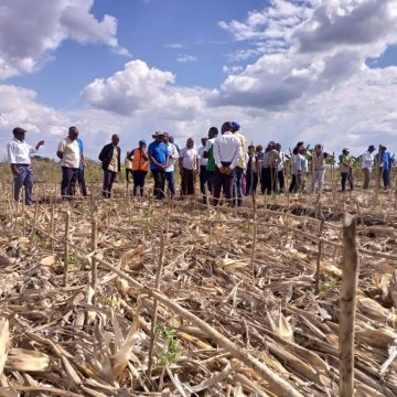 Ministério da agricultura recomenda mudanças no ciclo de sementeiras para mitigar efeitos de El-Niño