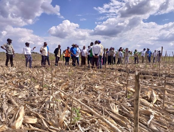 Niassa: Fenómeno El niño compromete a campanha agrária