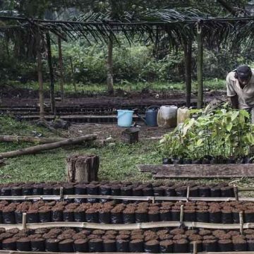 BAD aprova 20 milhões de dólares para investimento em agricultura inteligente em Moçambique