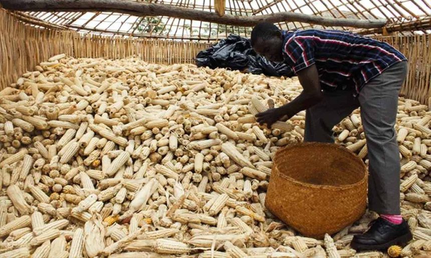 Feed the Future tem disponíveis 25,5 milhões de dólares para financiar empresas em Nacala