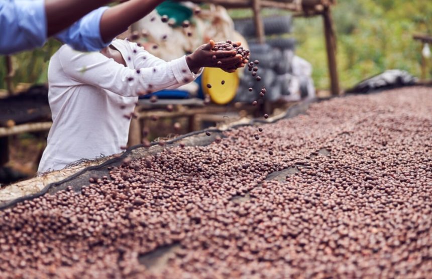 Niassa prevê inaugurar fábrica para processar feijão, avaliada em três milhões de dólares