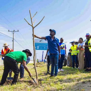 Mais de 2.000 árvores de sombra vão  ser plantadas ao longo  da Estrada Circular de Maputo