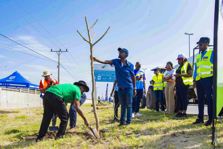 Mais de 2.000 árvores de sombra vão  ser plantadas ao longo  da Estrada Circular de Maputo