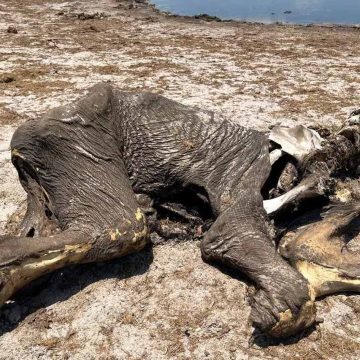 Seca causada por El Niño leva a morte de dezenas de elefantes no Zimbábue