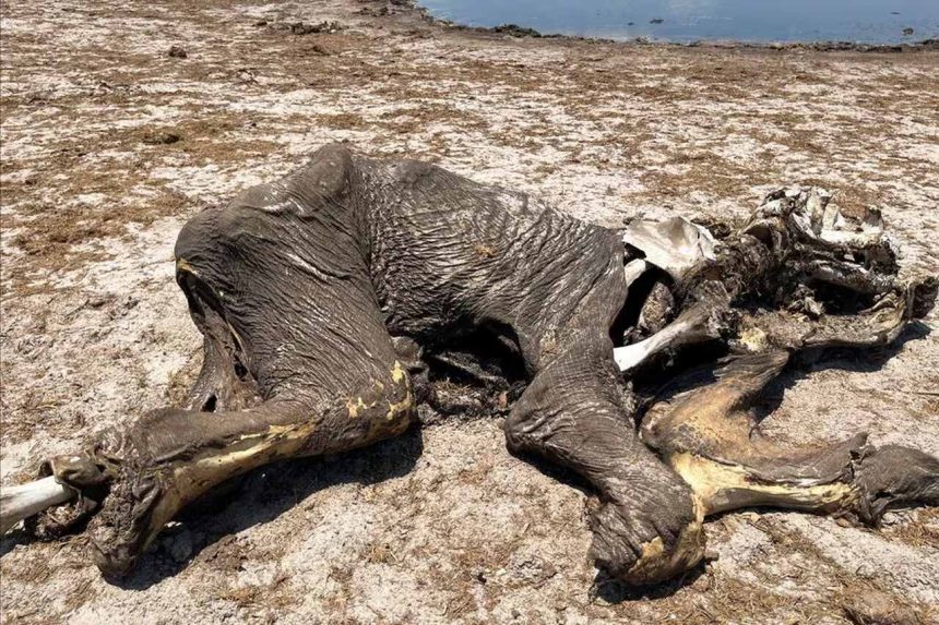 Seca causada por El Niño leva a morte de dezenas de elefantes no Zimbábue