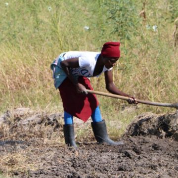 Maputo: Inicia assistência alimentar a camponesas afectadas pelo fenómeno El Niño