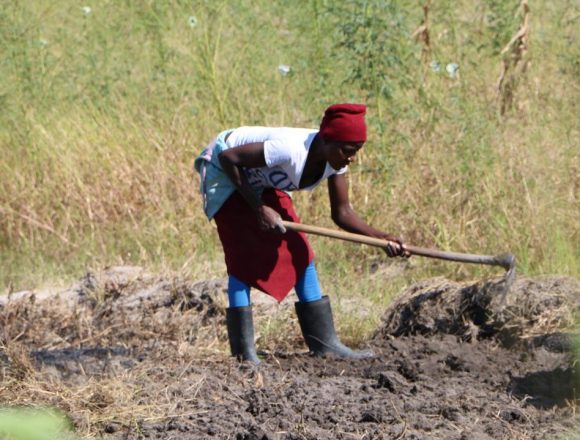 Maputo: Calor intenso destrói culturas agrícolas na Matola