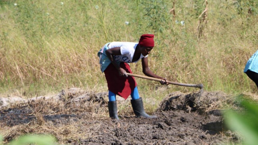 Maputo: Inicia assistência alimentar a camponesas afectadas pelo fenómeno El Niño