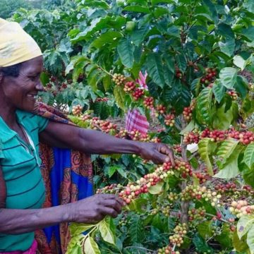 Gorongosa: Produção de café pode ajudar a recuperar seis mil hectares