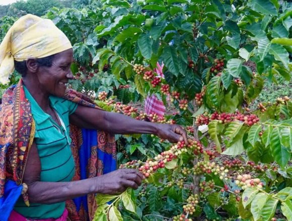 Três mil produtores moçambicanos poderão entrar na cadeia de produção de café até 2030