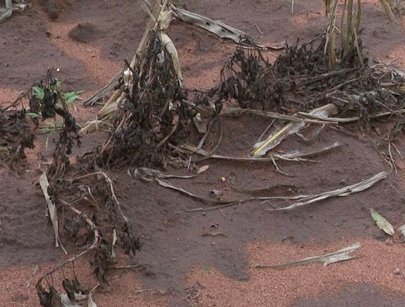 culturas El-Niño_Easy-Resize.com Governo reforça medidas de prevenção do fenómeno El Niño
