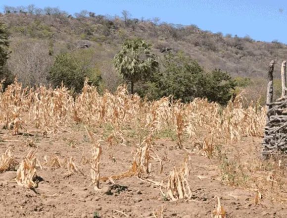 Maputo: Mais de 4.000 hectares de culturas perdidas devido ao calor intenso