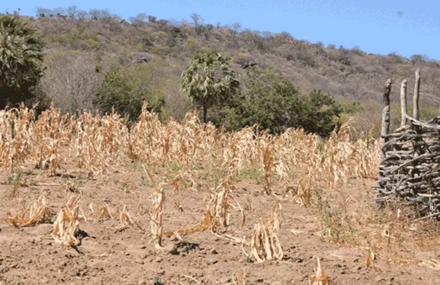 Maputo: Mais de 4.000 hectares de culturas perdidas devido ao calor intenso