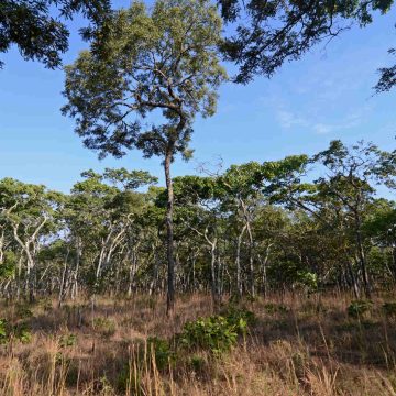 Moçambique espera obter mais fundos para projectos de preservação da floresta do Miombo