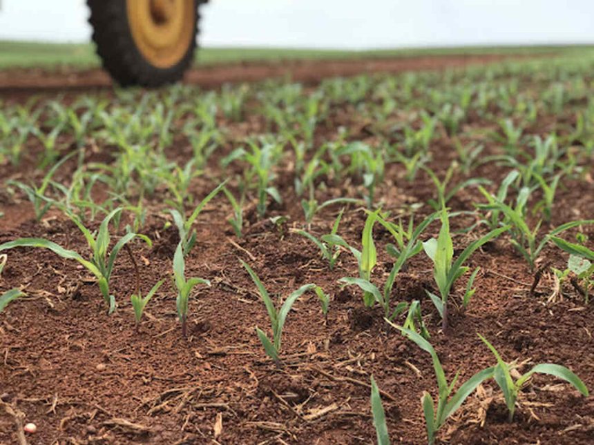 Cabo Delgado: Lançado programa AgroVida para segurança alimentar de 125 mil beneficiários