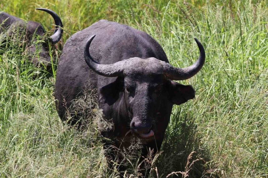 Zambézia: Búfalo mata três pessoas no Parque Nacional de Gilé