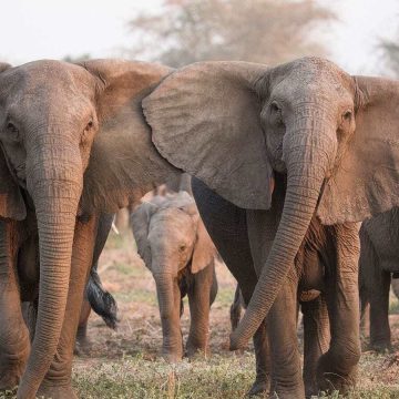 Governo pondera abate de animais bravios em Búzi