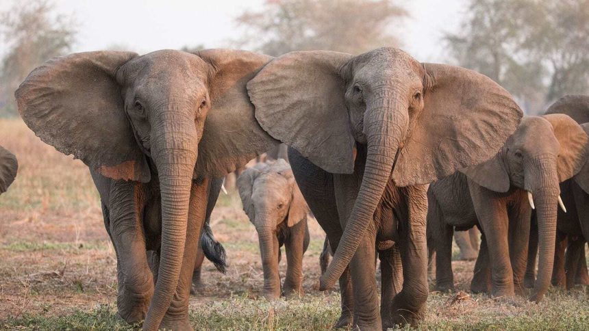 Moçambique, Zâmbia e Zimbabué unem esforços na conservação de animais selvagens